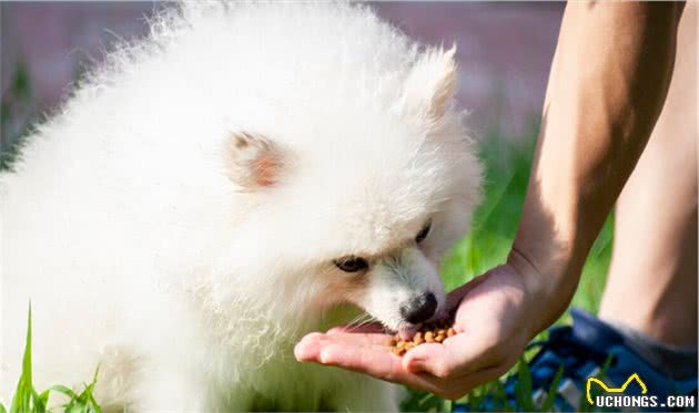 幼犬饲养，这几点错误不能犯