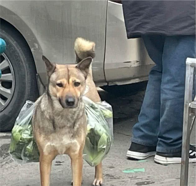 土狗每天陪着大爷买菜，从来不会到处乱跑：懂事得让人心疼