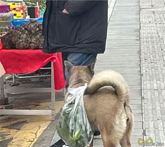 土狗每天陪着大爷买菜，从来不会到处乱跑：懂事得让人心疼