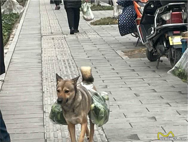 土狗每天陪着大爷买菜，从来不会到处乱跑：懂事得让人心疼