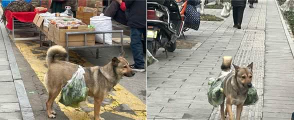 土狗每天陪着大爷买菜，从来不会到处乱跑：懂事得让人心疼