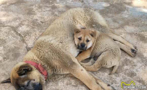 土狗的崽子都被送走，最后剩下的那只走哪儿它跟哪儿，生怕弄丢了