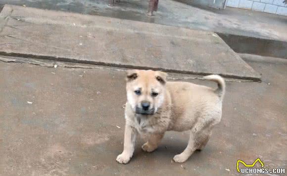 土狗的崽子都被送走，最后剩下的那只走哪儿它跟哪儿，生怕弄丢了