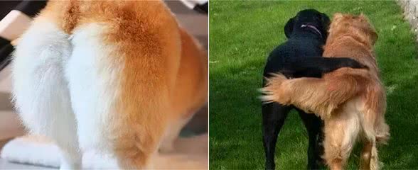 养狗的你知道狗狗为什么喜欢用屁股对着你吗？它想表达的很简单