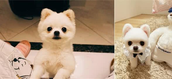 不要把博美犬“送人”,因为这些“后果”,你不一定能承受
