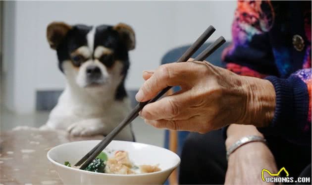 自制狗粮：给狗狗换换口味，天然狗粮再天然也不如铲屎官做的好