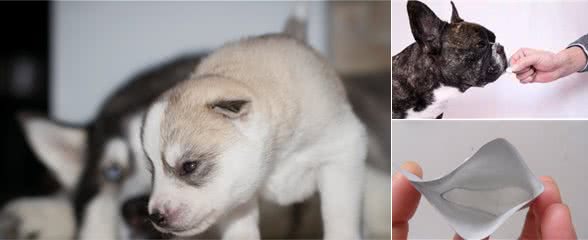 狗狗拉的粑粑像泥