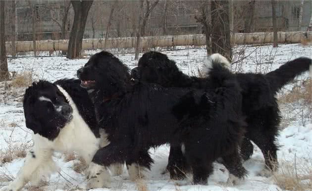 全球十大已经灭绝的狗，战犬、水犬、狼犬、产毛犬应有尽有