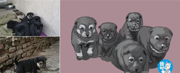 土狗莫名生下一窝崽子，邻居看了其中一只却很兴奋：我要了