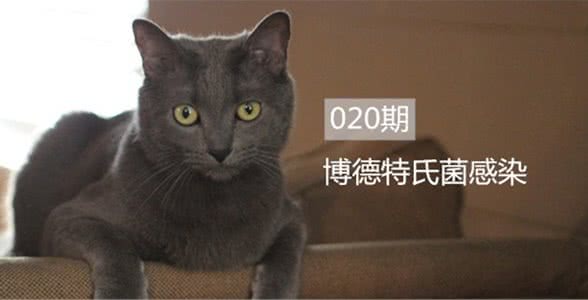 “博德特氏菌感染”属于猫咪常见疾病之一，基础知识你需要了解