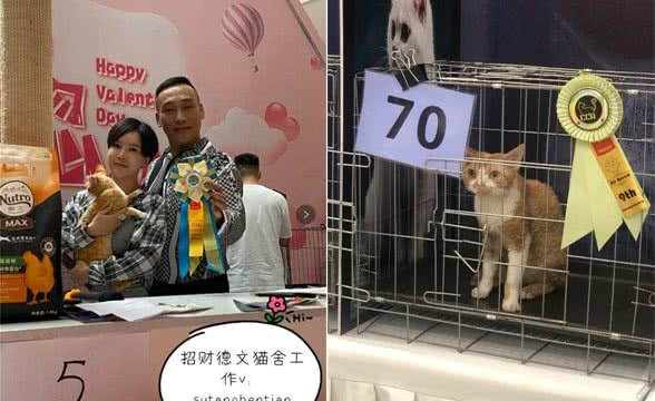 德文卷毛猫名列世界名猫大赛排行榜