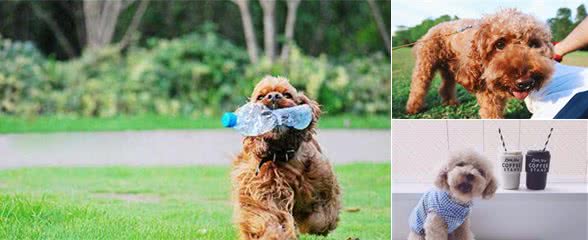 有这6个坏毛病的泰迪犬，竟然是聪明的表现，你家狗有吗？