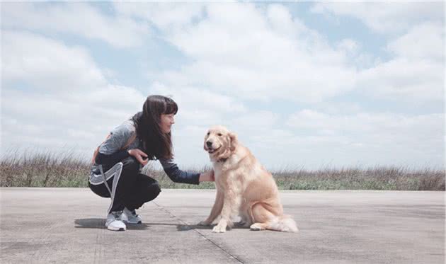 秋田犬曾是古代日本皇家御用犬，还是狩猎小能手？