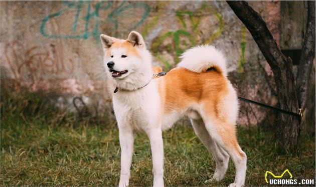 秋田犬曾是古代日本皇家御用犬，还是狩猎小能手？