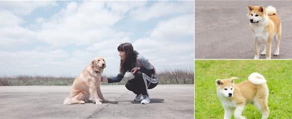 秋田犬曾是古代日本皇家御用犬，还是狩猎小能手？