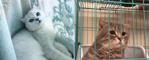 折耳猫的耳朵立起来了，是不是买到假货了？其实这并不少见