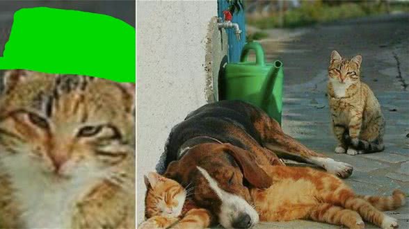 橘猫和狗狗相拥在一起，另一只猫在一旁看着：终究是错付了