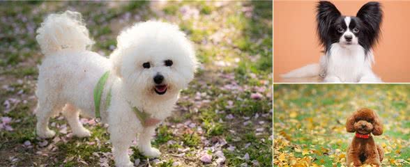 养狗，推荐这5种小型犬，一个比一个乖巧懂事