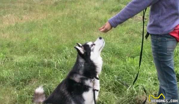 一般幼犬出生70天后就可以训练了，成犬需要立即训练！