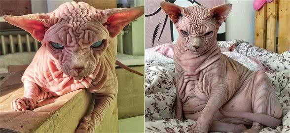 无毛猫自带“怒容”，模样引起众人热议：一看就不是好惹的