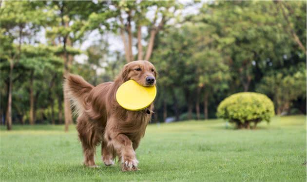 你知道金毛犬最喜欢做什么事情吗？狗狗：以后我来挣钱