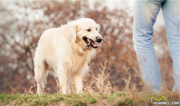 你知道金毛犬最喜欢做什么事情吗？狗狗：以后我来挣钱