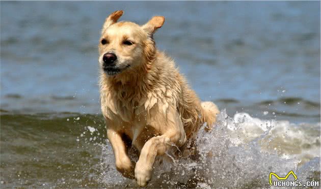 你知道金毛犬最喜欢做什么事情吗？狗狗：以后我来挣钱