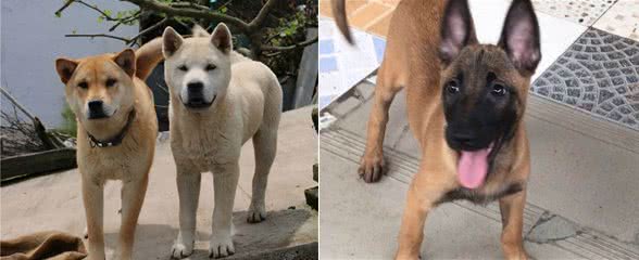 这几种狗不要随便养,一旦养了,就会赖着你