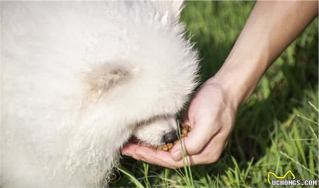 铲屎官必看：狗狗护食的原因和解决办法都在这了