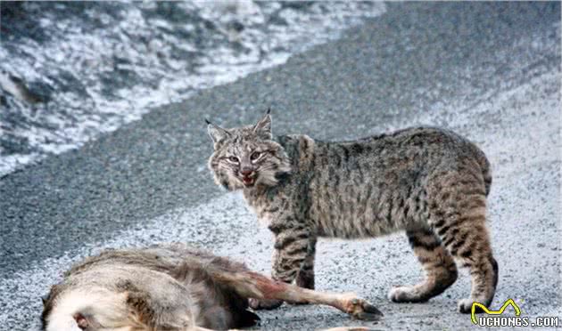 技高“猫”胆大！短尾猫横渡百米宽湖泊，见到人后一脸不屑