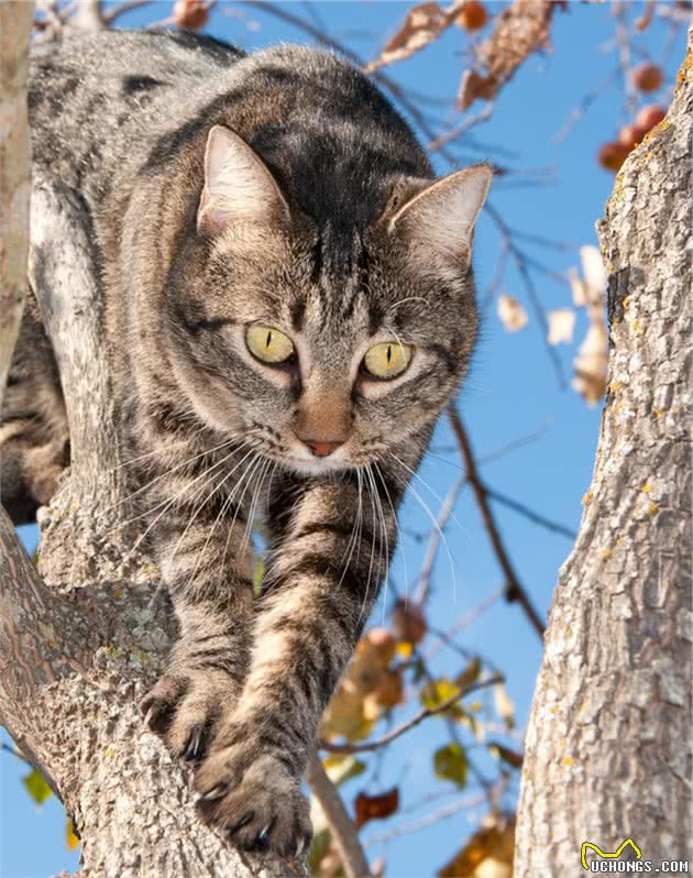 猫咪有哪些生活习性？