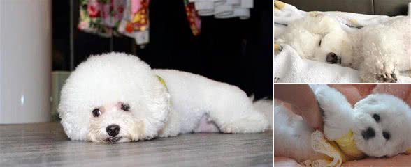 “比熊犬”之所以喜欢被你摸肚子，是因为背后有这些秘密