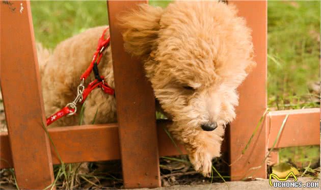 泰迪犬毛发的护理，你了解多少呢？