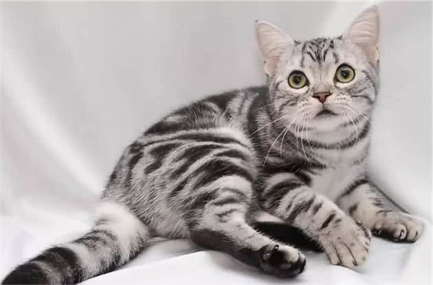 关于最好养的品种猫—美短，你了解多少？