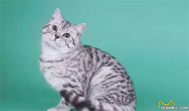 关于最好养的品种猫—美短，你了解多少？