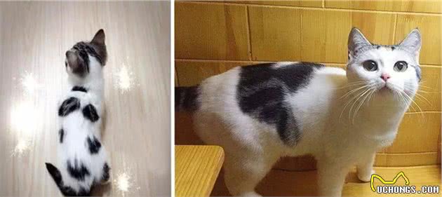 关于最好养的品种猫—美短，你了解多少？