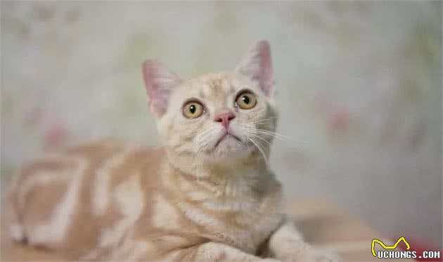 关于最好养的品种猫—美短，你了解多少？
