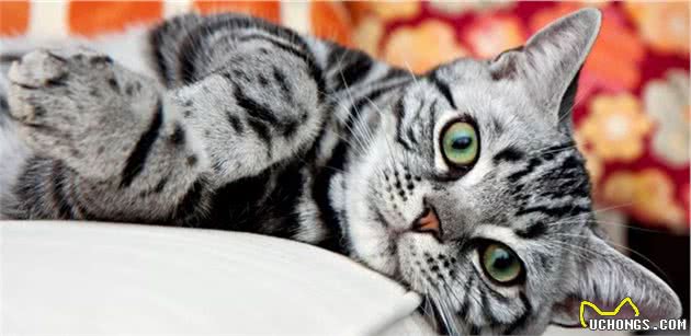 关于最好养的品种猫—美短，你了解多少？