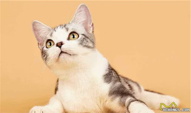 关于最好养的品种猫—美短，你了解多少？