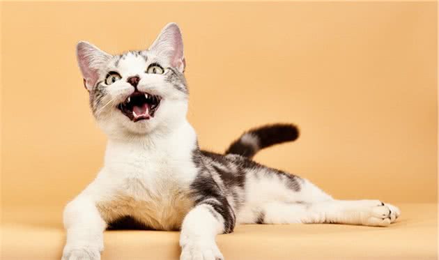 关于最好养的品种猫—美短，你了解多少？