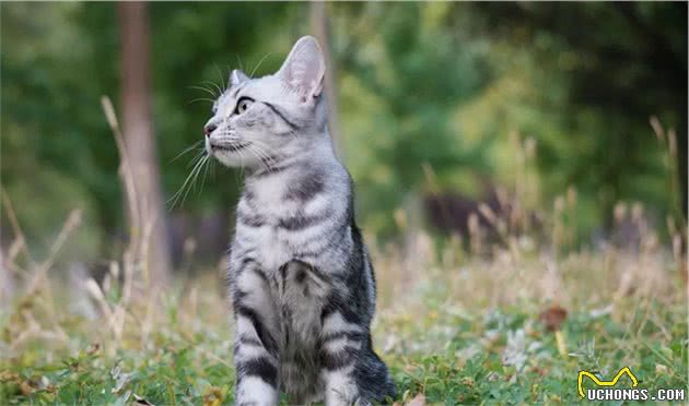 关于最好养的品种猫—美短，你了解多少？