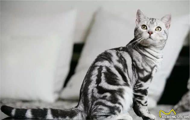 关于最好养的品种猫—美短，你了解多少？