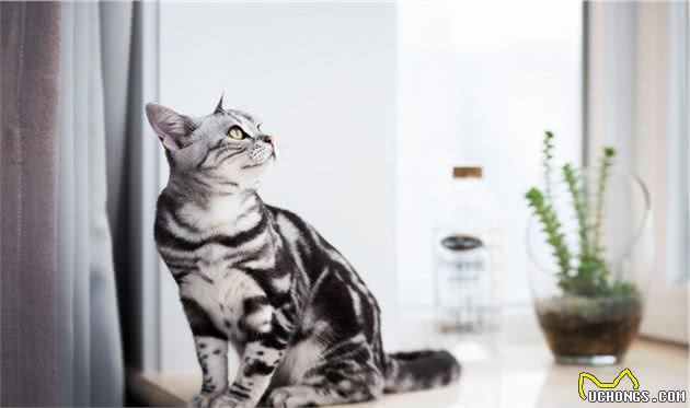 关于最好养的品种猫—美短，你了解多少？