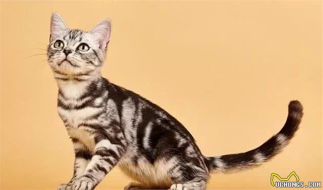 关于最好养的品种猫—美短，你了解多少？