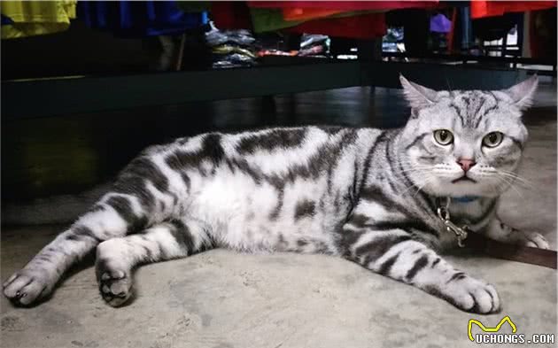 关于最好养的品种猫—美短，你了解多少？