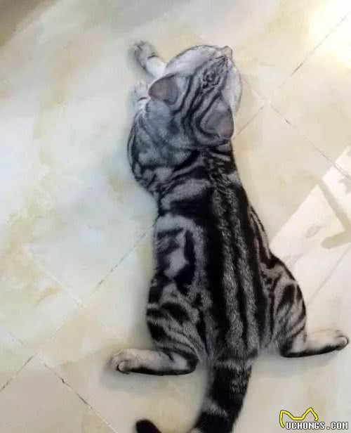 关于最好养的品种猫—美短，你了解多少？
