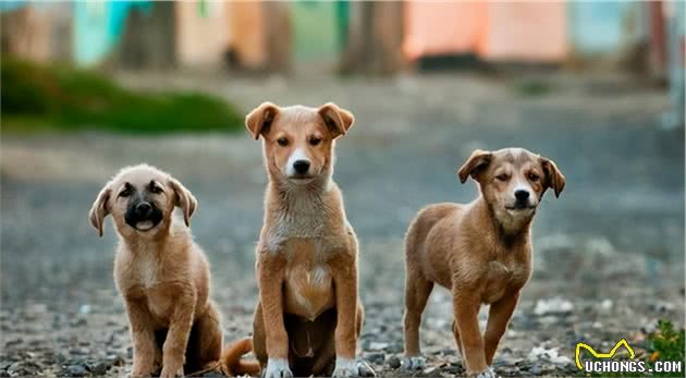 可爱消防员“犬语”救落井狗，人类模仿的叫声，汪星人真能听懂吗