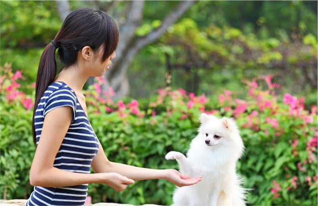 训练狗狗只用食物奖励？当心狗狗只认食物不认人