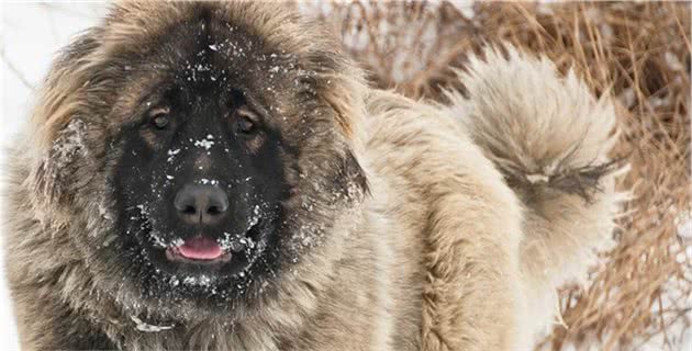 世界上有没有哪一种猛犬，是能够打赢小型老虎的？