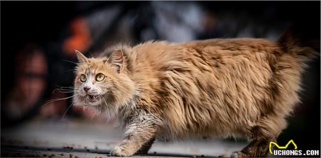 狮子猫又称临清狮子猫，起源山东省临清